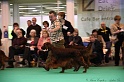 Crufts2011 818